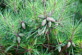 Pinus densiflora 'Pumila'