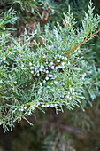 Juniperus virginiana 'Blue Mountain'.