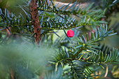 Taxus baccata