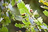 Quercus bimundorum