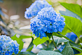 Hydrangea macrophylla, blue