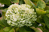 Hydrangea macrophylla 'Magical Bride'®