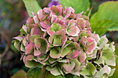 Hydrangea macrophylla