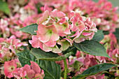 Hydrangea macrophylla 'Mirage'