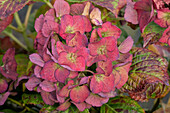 Hydrangea macrophylla 'Hopaline'®
