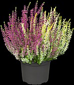 Calluna vulgaris Twingirls®