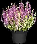 Calluna vulgaris Twingirls®