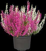 Calluna vulgaris Twingirls®