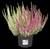 Calluna vulgaris Twingirls®