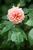 Rosa 'Leander'®