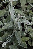 Salvia