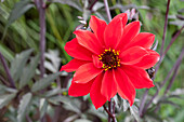 Dahlia, red