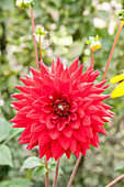 Dahlia, red