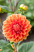 Dahlia, orange