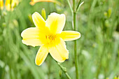 Hemerocallis 'Autumn Prince'