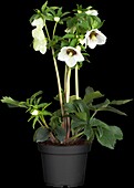 Helleborus niger