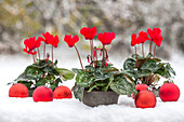 Cyclamen 'Midi Wella'