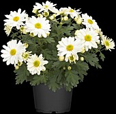 Chrysanthemum 'Pemba White'(s)