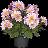 Chrysanthemum 'Pemba Pink'(s)