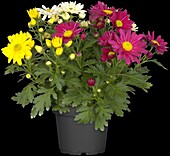 Chrysanthemum 'Pemba Mix'(s)