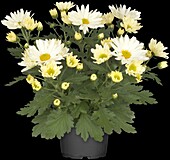 Chrysanthemum Island-Pot-Mums 'Luzon White Impr.'(s)