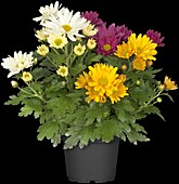 Chrysanthemum Island-Pot-Mums 'Luzon Mix'(s)