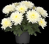 Chrysanthemum Island-Pot-Mums 'Smola White'(s)