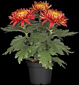 Chrysanthemum indicum 'Trumpf Red'