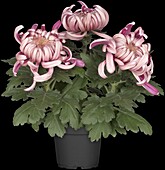 Chrysanthemum 'Asia-Cut Mums® Vienna Violet'(s)