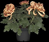 Chrysanthemum 'Asia-Cut Mums® Vienna Copper'(s)