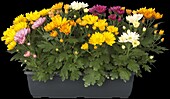 Chrysanthemum Island-Pot-Mums 'Luzon Mix'(s)