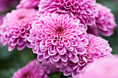 Chrysanthemum 'Asia-Cut Mums® Sanya' (s)