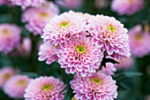 Chrysanthemum 'Asia-Cut Mums® Honshu Pink'(s)