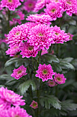 Chrysanthemum Raugnn