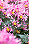 Chrysanthemum indicum 'Annecy Dark'(s)