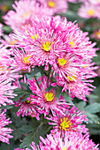 Chrysanthemum indicum 'Annecy Dark'(s)