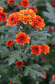 Chrysanthemum indicum 'Viking Dark Orange'(s)