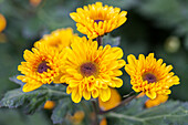 Chrysanthemum indicum 'Vyking'(s)