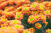 Chrysanthemum indicum 'Jennifer'(s)