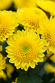 Chrysanthemum 'Asia-Cut Mums® Tarim Yellow'(s)