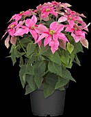 Euphorbia pulcherrima Hot Pink