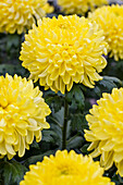 Chrysanthemum indicum Palisade Yellow