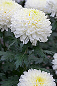 Chrysanthemum indicum 'Palisade White'