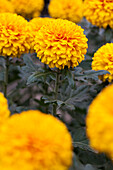 Chrysanthemum indicum Palisade Orange