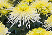 Chrysanthemum indicum 'White Spider'