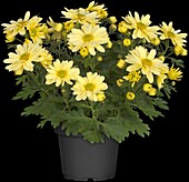 Chrysanthemum 'Pemba Canari'(s)