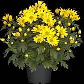 Chrysanthemum 'Pemba Yellow'(s)