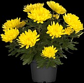 Chrysanthemum Island-Pot-Mums 'Smola Yellow Impr.'(s)