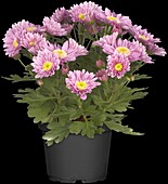 Chrysanthemum Island-Pot-Mums 'Pera'(s)