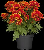 Chrysanthemum indicum Island-Pot-Mums 'Ipsili'(s)